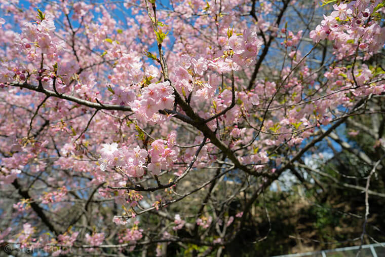 広角レンズ SEL24F14GM 桜