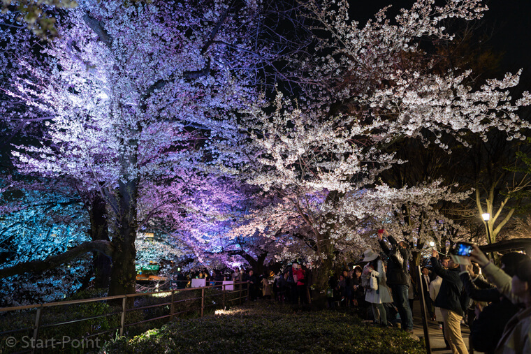 広角レンズ SEL24F14GM ライトアップされた桜に群がる人 千鳥ヶ淵夜桜