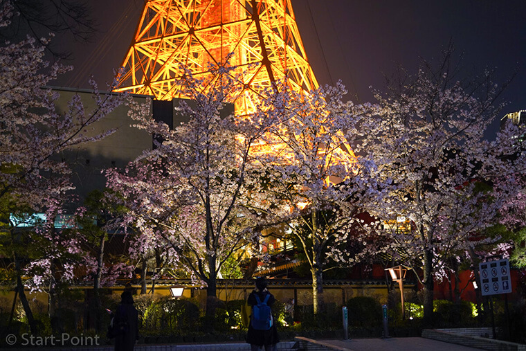 東京タワーの根元と桜