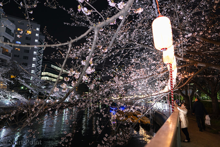 門前仲町の夜桜と提灯