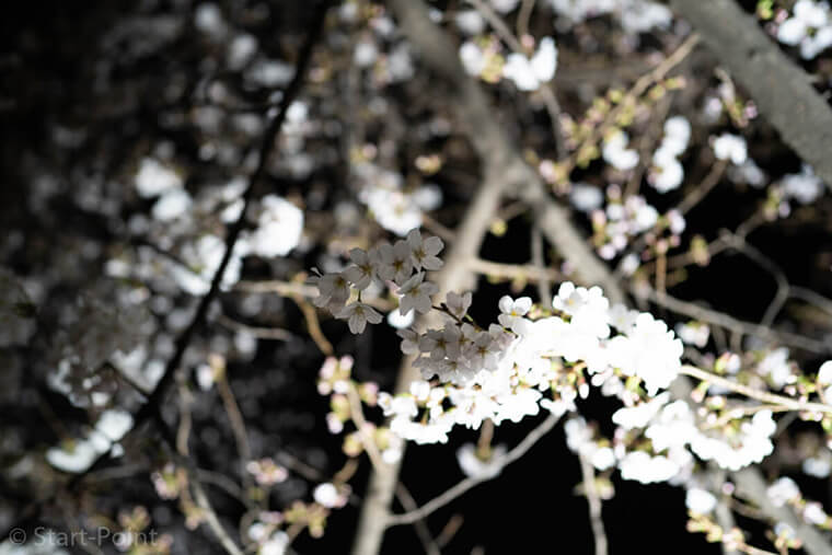 白飛びした桜