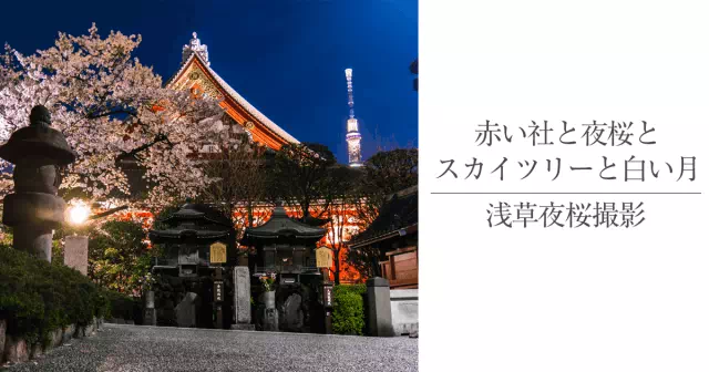 スカイツリーも見える浅草寺の夜桜は朱色の社が良く似合う