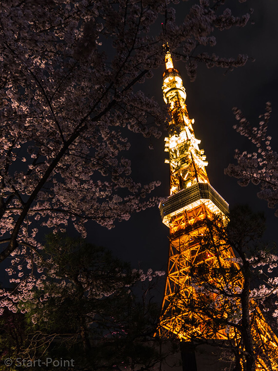 桜に挟まれた東京タワー