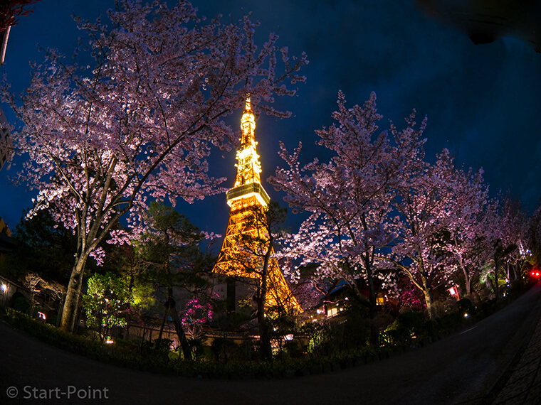 桜並木と東京タワー