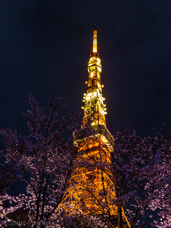 桜に挟まれた東京タワー2