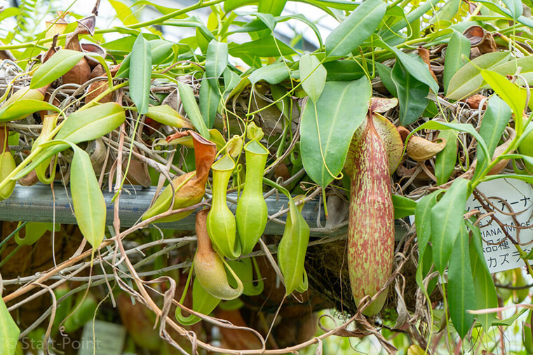 熱川 バナナワニ園の食虫植物 ウツボカズラ