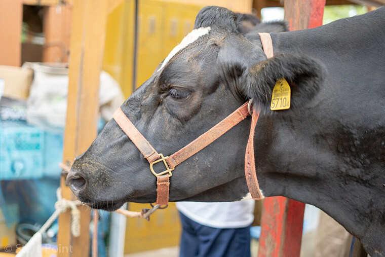 静岡家族旅行 まかいの牧場の牛
