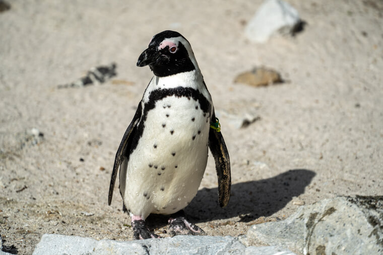 シャボテン公園 ペンギン