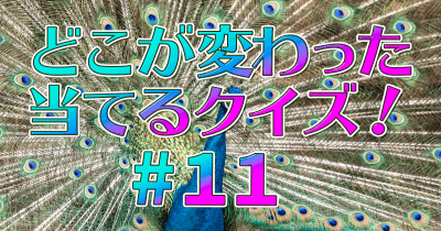 掛川花鳥園 孔雀