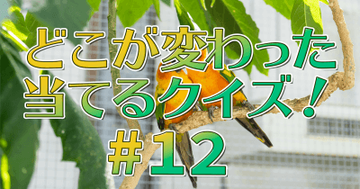 掛川花鳥園 インコ